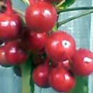 真っ赤な実は、幸せの印。