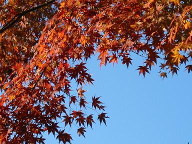 見上げた空に映える赤。