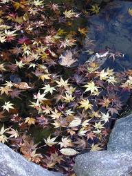 その役目を終えてもまだ。池の中にも無数の紅葉。
