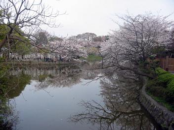 鎌倉八幡宮の源氏池。先週末はまだ何も変化がなかったのに…