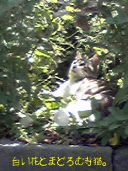 まどろむ寺猫。