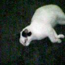 ゴロン　ゴロン。