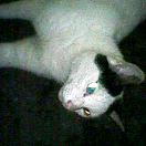 フラッシュで目がキラン☆　怖いぞ！と。