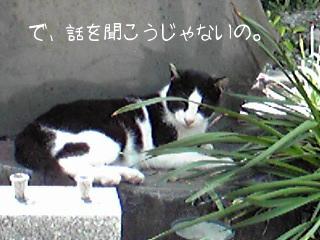 光明寺猫その弐