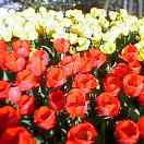 ギュウギュウ詰め。