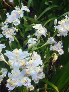 鎌倉の今が見頃。「紫の斑(ふ)の仏めく著莪(シャガ)の花」高浜虚子。ついでに我が家の庭でも満開。