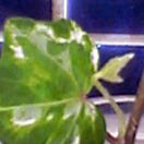 ズームイン。左隣の葉っぱと比べると、そのちっこさが判るでしょ？