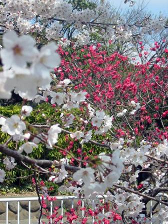 紅白。毎年ココが好きだけど、今年は花の鮮やかさがちと足りない…