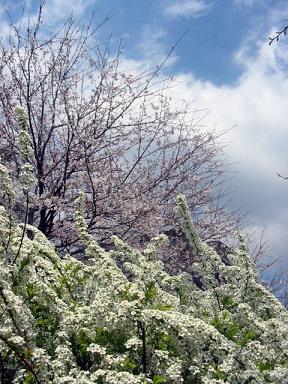 なんだっけ、白い花。雪のような枝垂れ系…