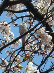 なんだっけ、この鳥…その蜜はどんな味がするの？