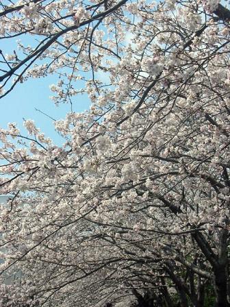 年々花の華やかさがなくなってくのが、ちょっと寂しい…