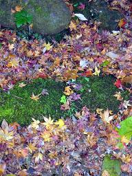 梅の庭の足元にも、過ぎ行く晩秋の落し物。