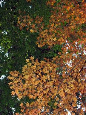 見晴らし茶屋へと向かう途中。
