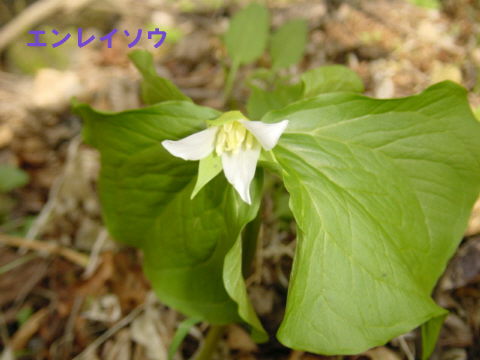 20060501_192927469.JPG
