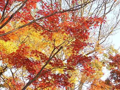 2010京都紅葉狩り