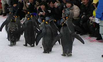 ペンギンのお散歩