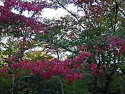金閣寺の紅葉