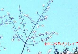 2010年桜