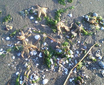 海の公園　ヒトデ大量殺害事件！？