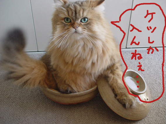 ケツしか・・・