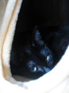 うるさいですニャ・・・