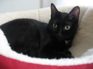 あったかいですニャ