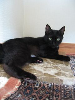 大理石ですニャ