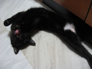 うにゃにゃにゃ～