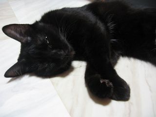 眠くなってきましたニャ