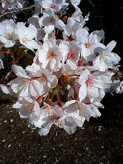 sakura2008_2