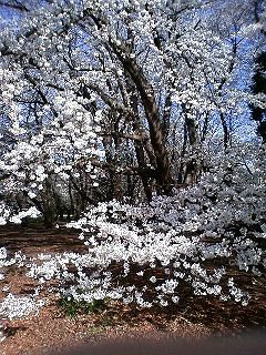 sakura2008_3