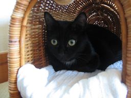 こういう感じ？