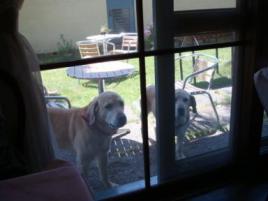 見つめるラブちゃん