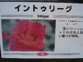 117.イントゥリーグJPG.jpg