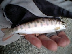 080706ヤマメ.jpg