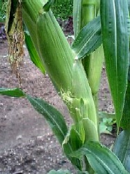 080621トウモロコシ.jpg