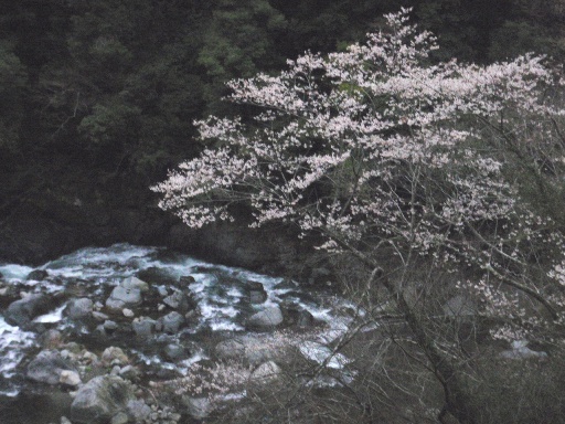 去年の桜.jpg