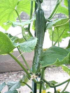 080614キュウリ.jpg