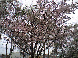 静内桜.jpg