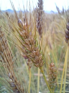 090529_175133_M.jpg