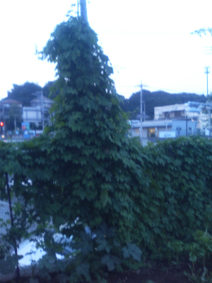 ゴーヤの森