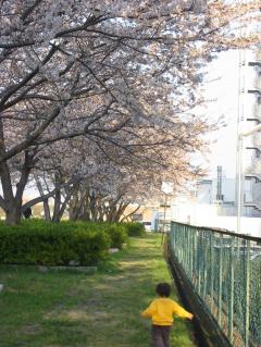 桜トモ