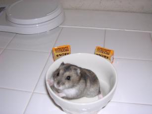 kinako061116 きなこもち１