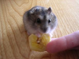 kinako061015 バナナチップ１