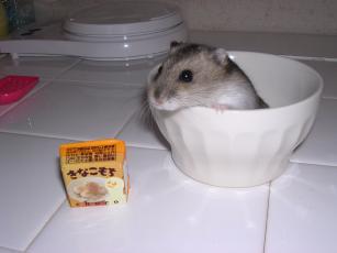 kinako061116 きなこもち２