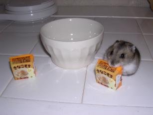 kinako061116 きなこもち３