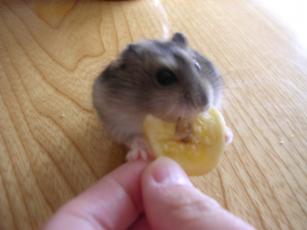 kinako061015 バナナチップ２