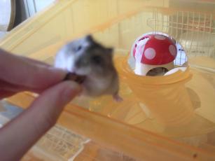 kinako061121 ぶどう２