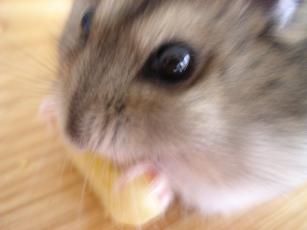 kinako061015　バナナチップ４