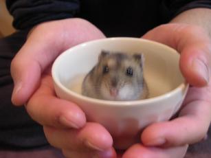 kinako061130 おめでと１